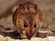 Cara Mengusir Tikus di Rumah Paling Ampuh dengan Bahan Alami
